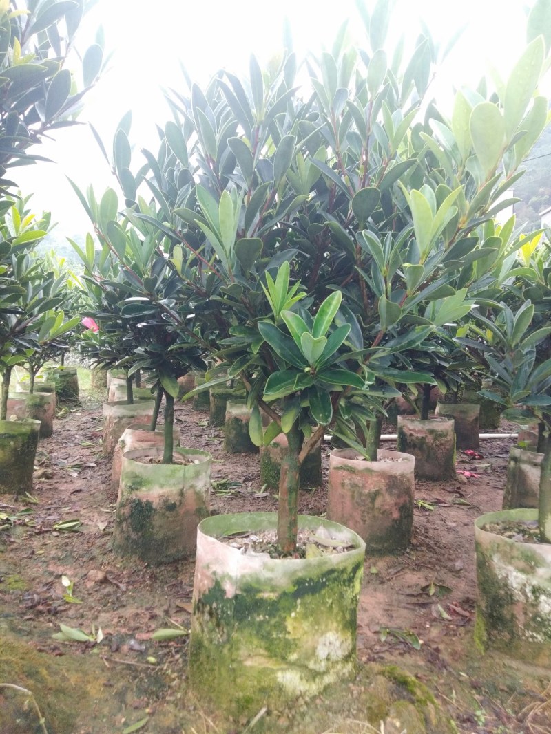 四季杜鹃茶花、七芯、小璇茶花。