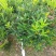 四季杜鹃茶花、七芯、小璇茶花。