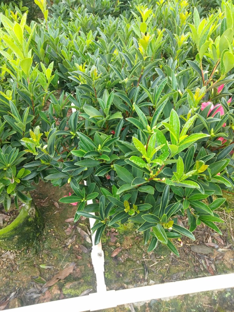 四季杜鹃茶花、七芯、小璇茶花。