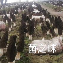 羊肚菌高产菌种羊肚菌栽培种三级种羊肚菌栽培袋包技术