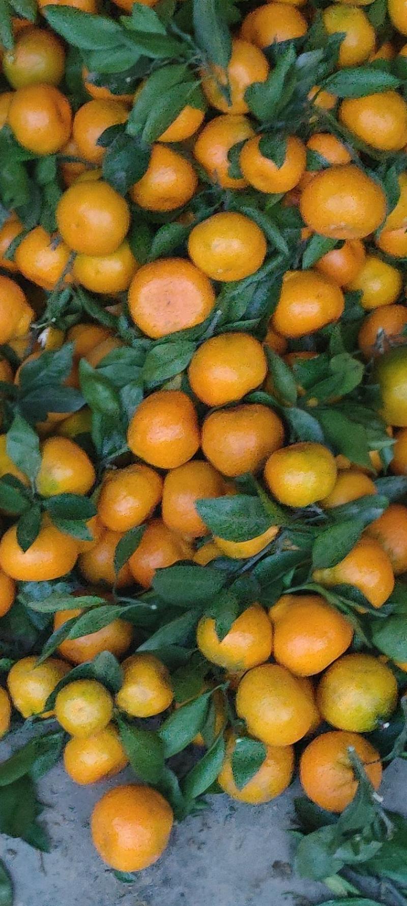陕西水果柑橘蜜橘热卖全国供货高山蜜橘产地批发