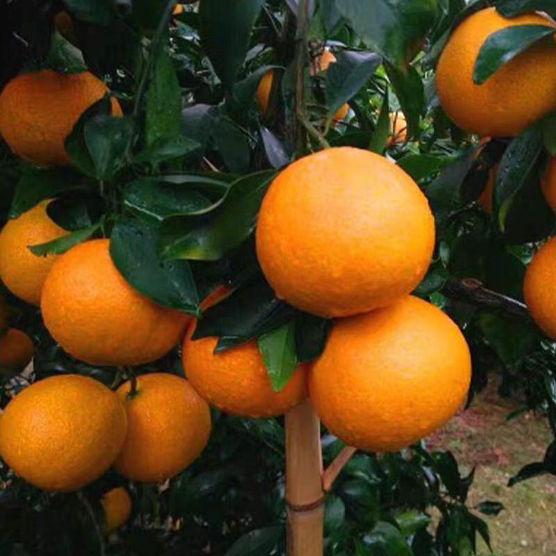 新品正宗金华玳玳果盆栽苦橙代代树苗回青橙酸橙带果