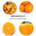 新品正宗金华玳玳果盆栽苦橙代代树苗回青橙酸橙带果