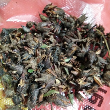 大别山先花后叶品种映山红种子