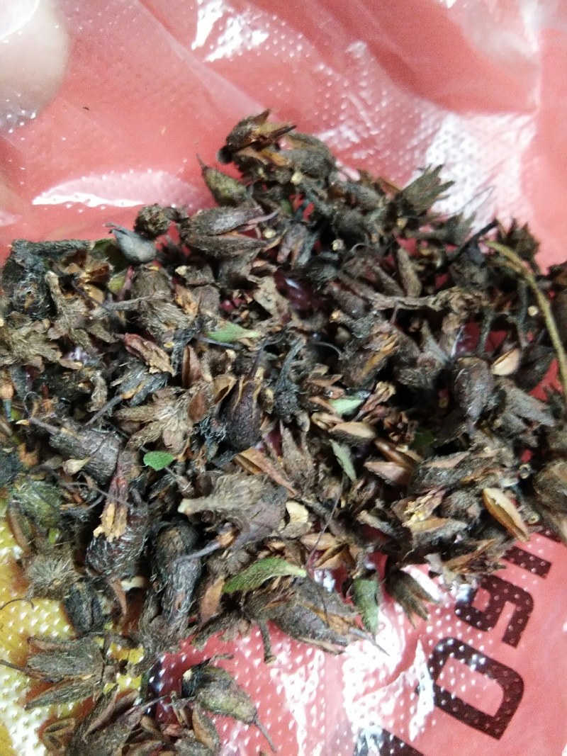 大别山先花后叶品种映山红种子