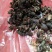 大别山先花后叶品种映山红种子