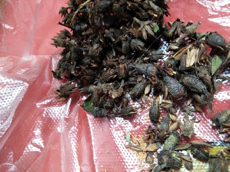 大别山先花后叶品种映山红种子