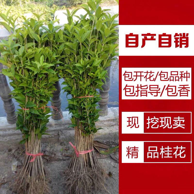 丹桂桂花桂花盆栽桂花苗金桂盆景桂花树四季桂花