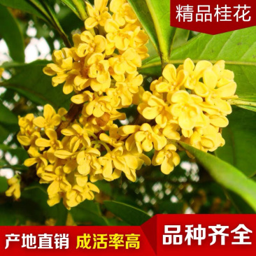 丹桂桂花桂花盆栽桂花苗金桂盆景桂花树四季桂花