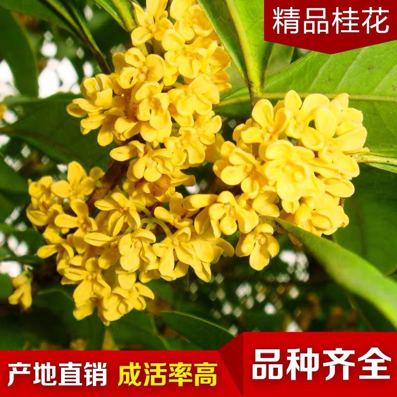丹桂桂花桂花盆栽桂花苗金桂盆景桂花树四季桂花