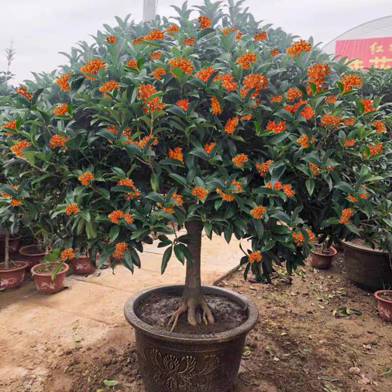 丹桂桂花桂花盆栽桂花苗金桂盆景桂花树四季桂花