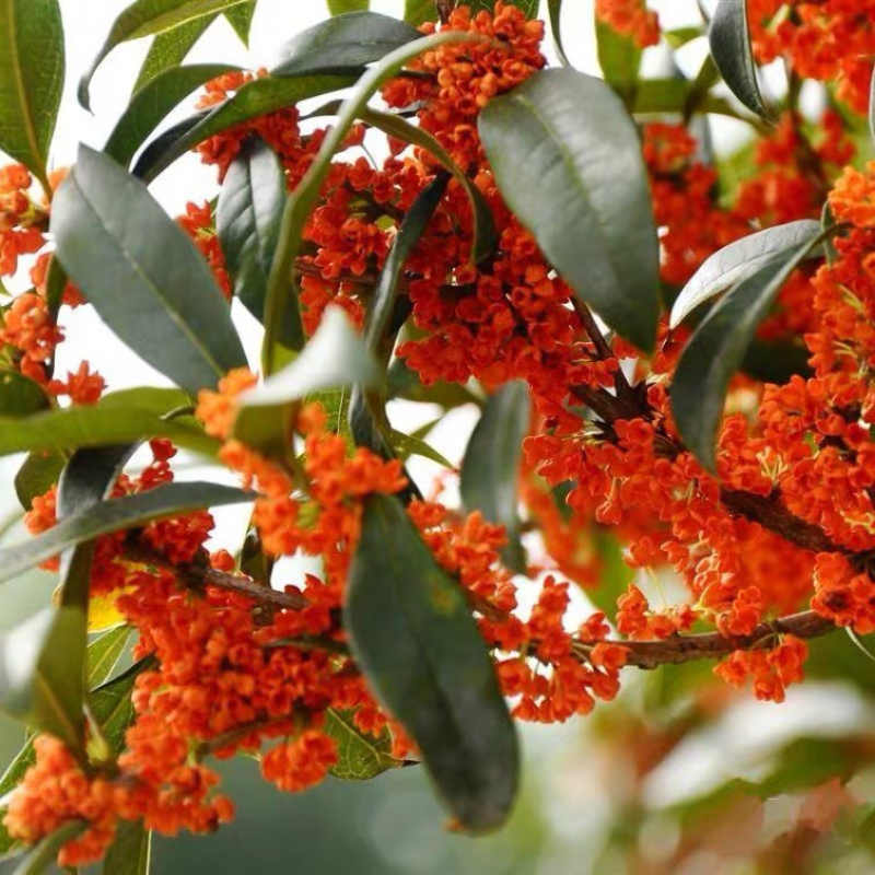 丹桂桂花桂花盆栽桂花苗金桂盆景桂花树四季桂花