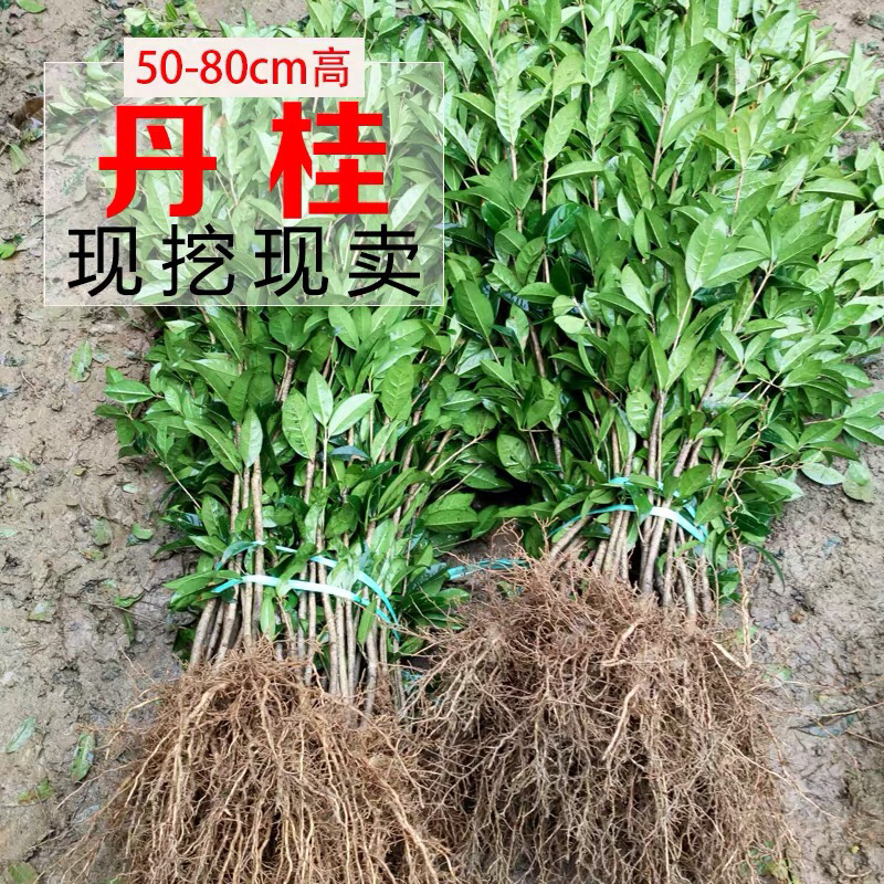 丹桂桂花桂花盆栽桂花苗金桂盆景桂花树四季桂花