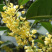 丹桂桂花桂花盆栽桂花苗金桂盆景桂花树四季桂花
