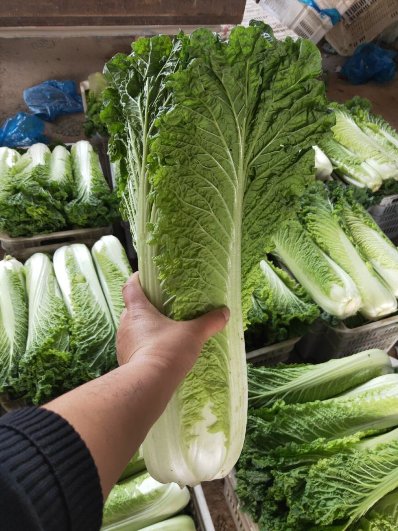 山西太谷精品长白菜上市了。