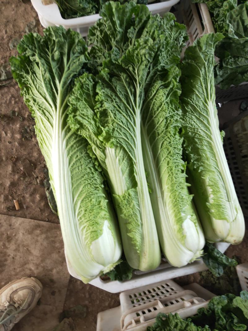 山西太谷精品长白菜上市了。