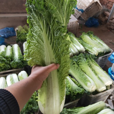 山西太谷精品长白菜上市了。