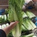 山西太谷精品长白菜上市了。