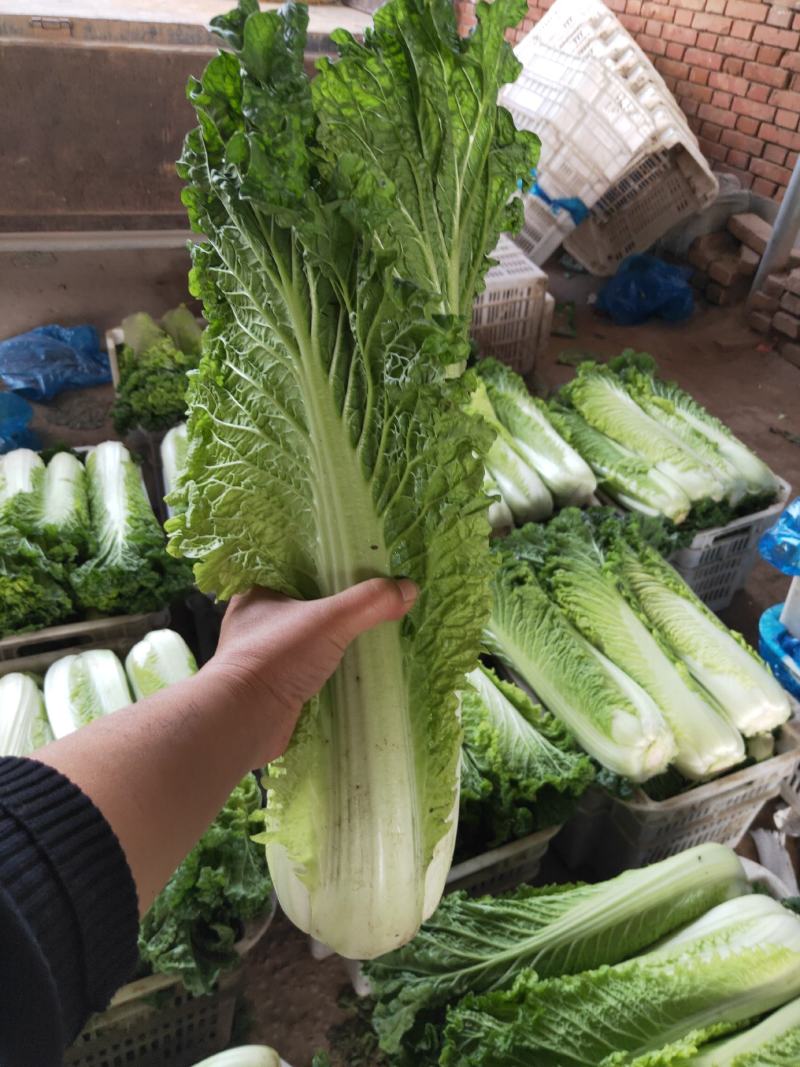 山西太谷精品长白菜上市了。