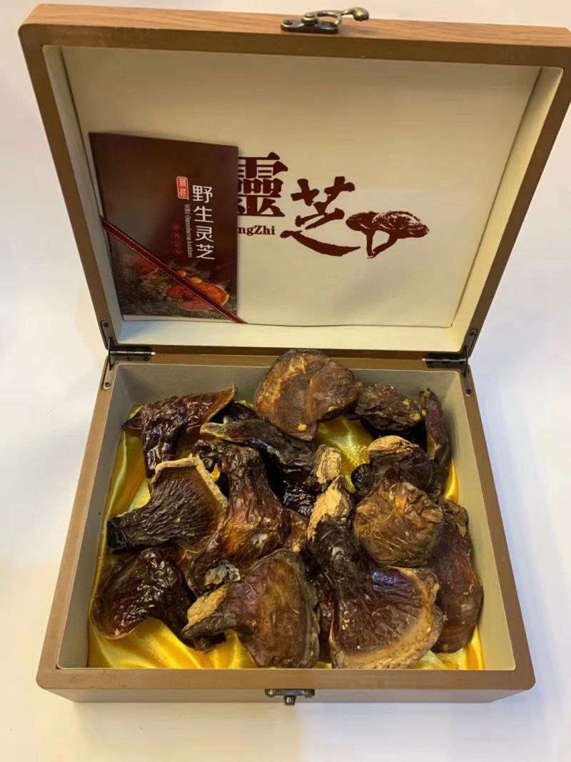 【大量批发】吉林灵芝片长白山灵芝林下灵芝片