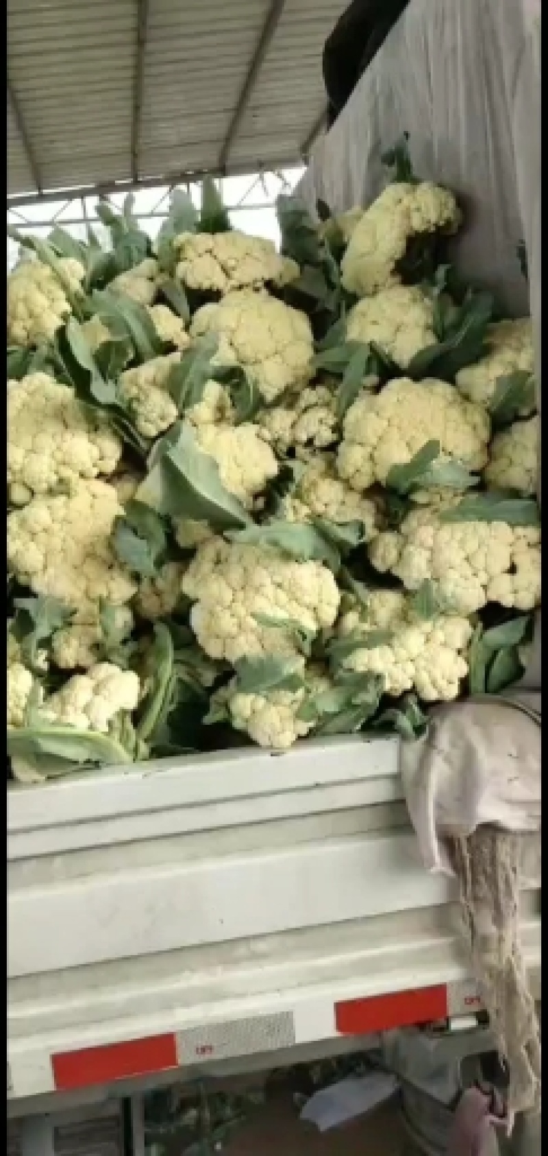 青梗有机花菜,松花菜量大，产地直发，对接全国