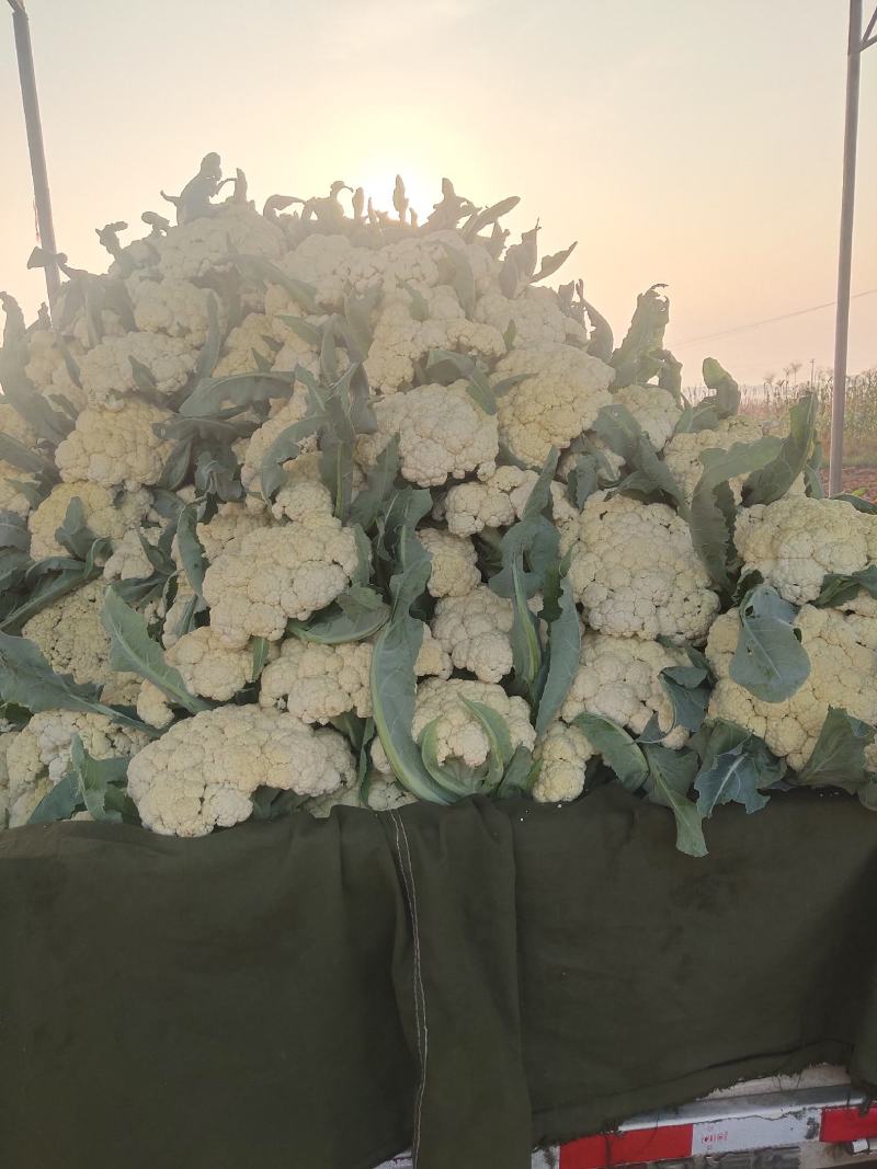 青梗有机花菜,松花菜量大，产地直发，对接全国