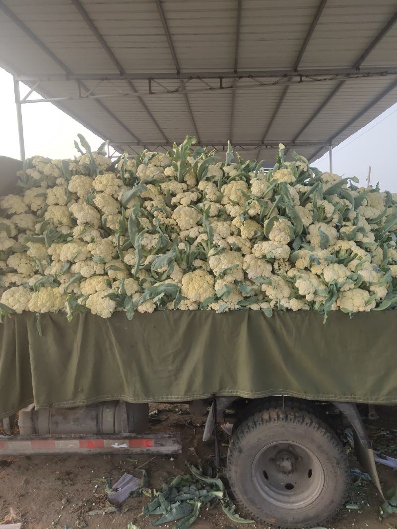 青梗有机花菜,松花菜量大，产地直发，对接全国