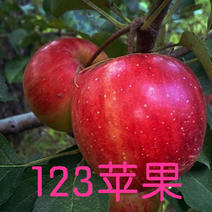 123苹果苗基地直销河北苹果苗品种齐全保纯度高产