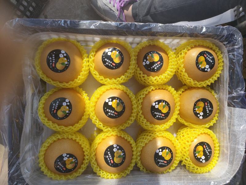 正宗山东秋月梨树苗好梨苗决定高品质免费指导管理