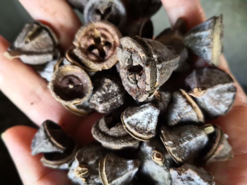 桉树果一口钟干货2斤起包邮量大从优