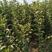 123苹果苗基地直销河北苹果苗品种齐全保纯度高产
