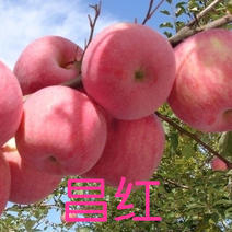 昌红富士苹果苗河北苹果苗基地产地直发保纯度包技术