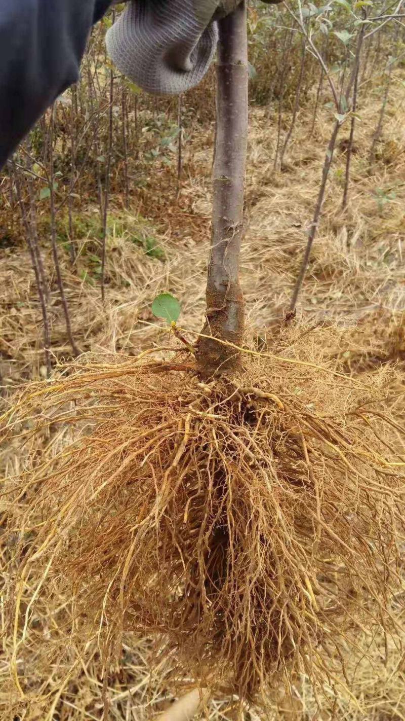 昌红富士苹果苗河北苹果苗基地产地直发保纯度包技术