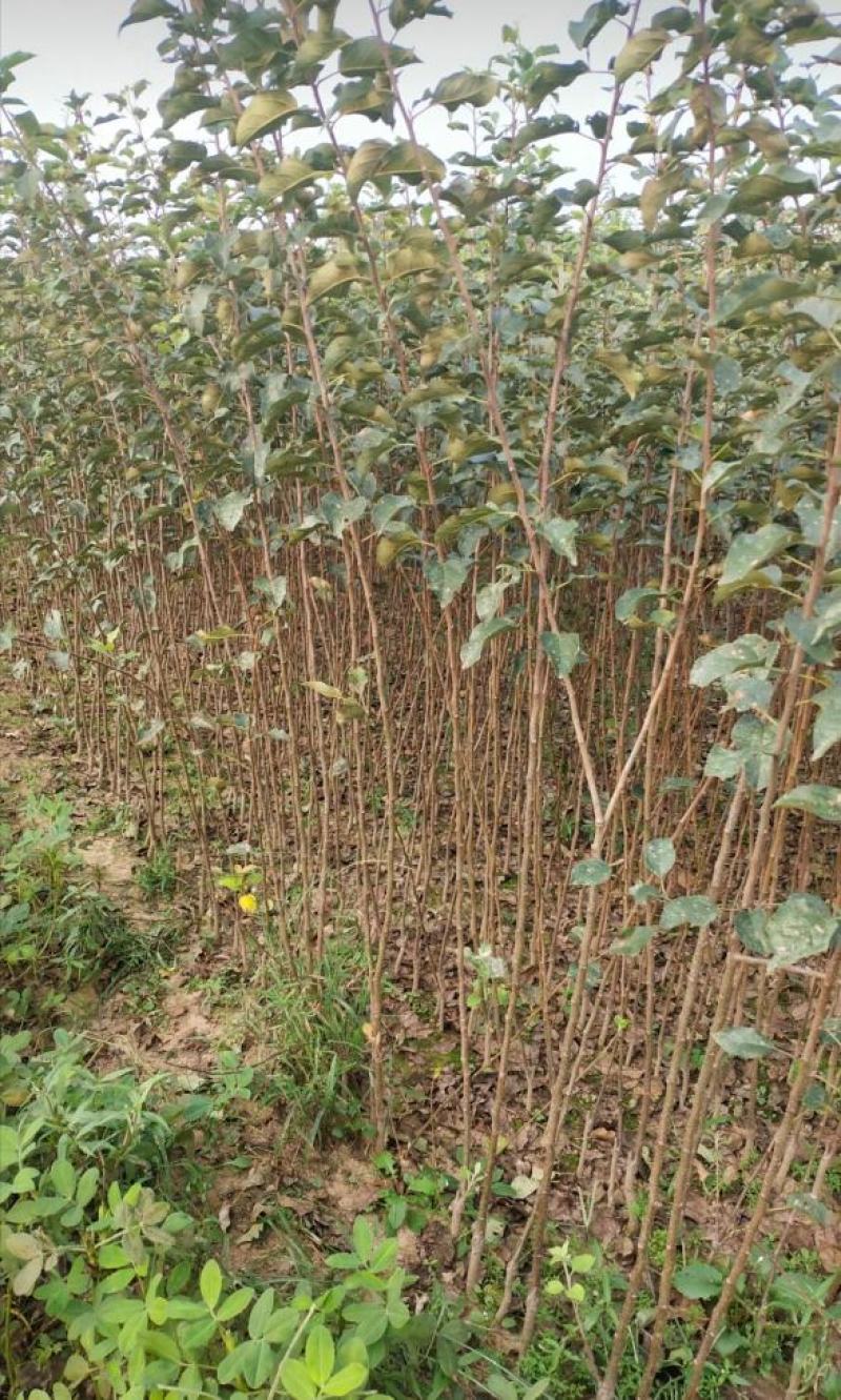 昌红富士苹果苗河北苹果苗基地产地直发保纯度包技术