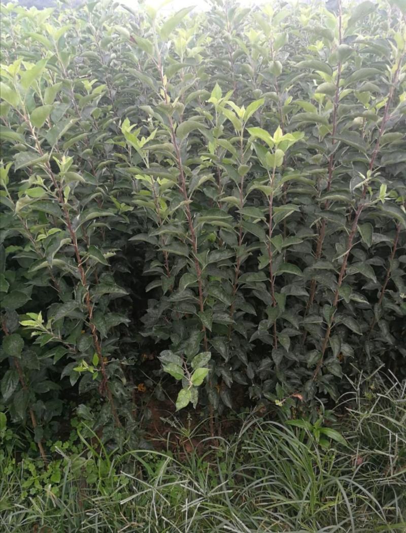 昌红富士苹果苗河北苹果苗基地产地直发保纯度包技术