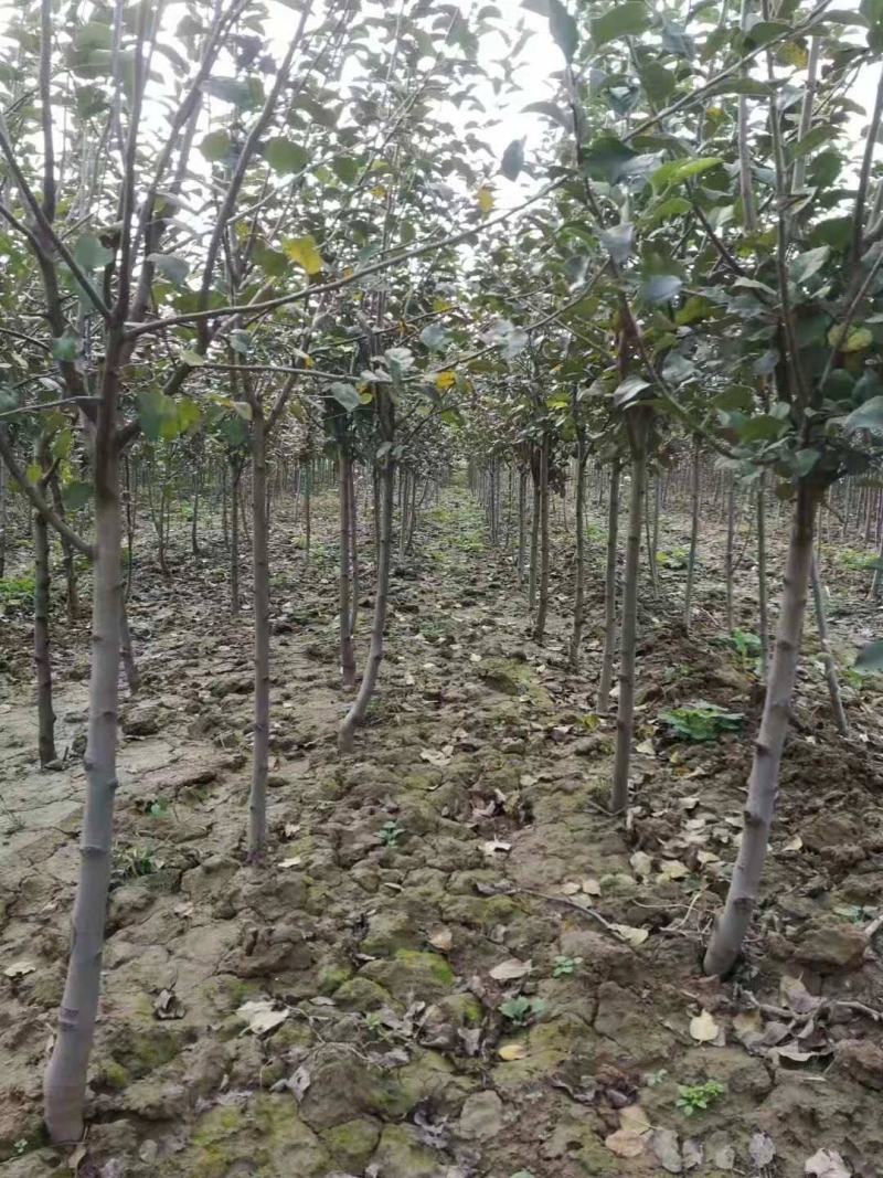 昌红富士苹果苗河北苹果苗基地产地直发保纯度包技术