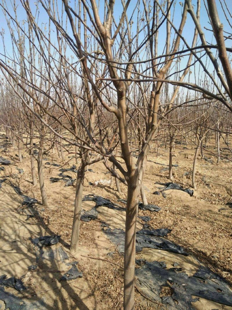 昌红富士苹果苗河北苹果苗基地产地直发保纯度包技术