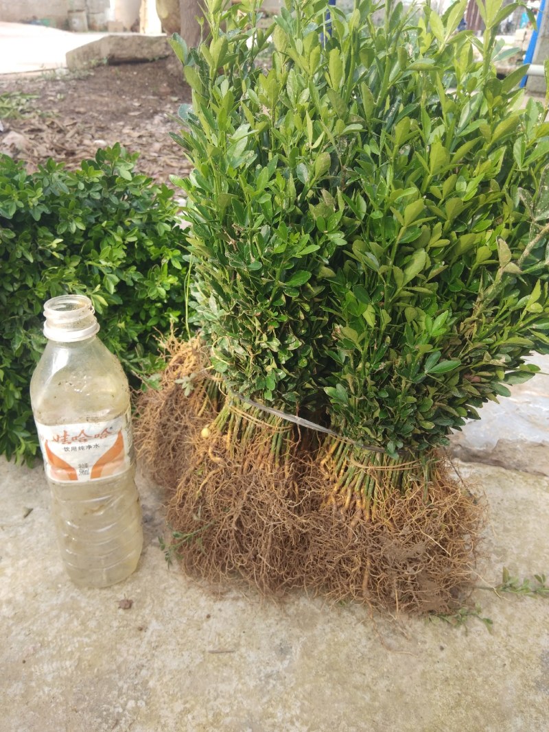 大量供应积壳大小苗，及各种嫁接苗，柑橘苗