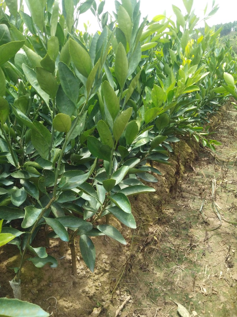 南丰蜜桔苗30~50cm
