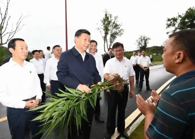 贵州省高原生态小黄姜，采用农家肥播种