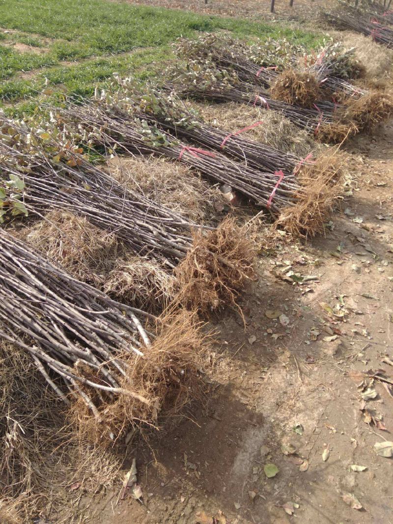 寒富士苹果苗品种纯正苗圃直销河北苹果苗包技术指导