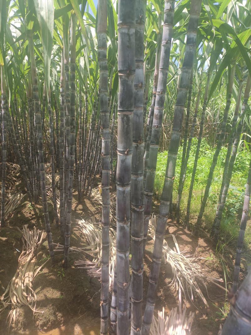 正宗广西黑皮甘蔗大量上市。