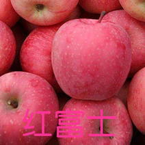 红富士苹果苗产地直销保纯度河北苹果苗品种规格齐全