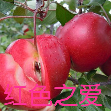 红色之爱苹果苗红肉苹果树苗保纯度包技术苗圃直供