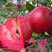 红色之爱苹果苗红肉苹果树苗保纯度包技术苗圃直供