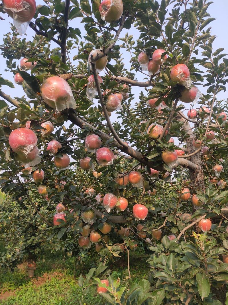 苹果树苗，红富士，美八苹果苗等，供应各种果树苗。