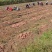 铁岭甜掉牙地瓜开卖，黄瓤稀瓤，欢迎各大电商、微商超市洽谈