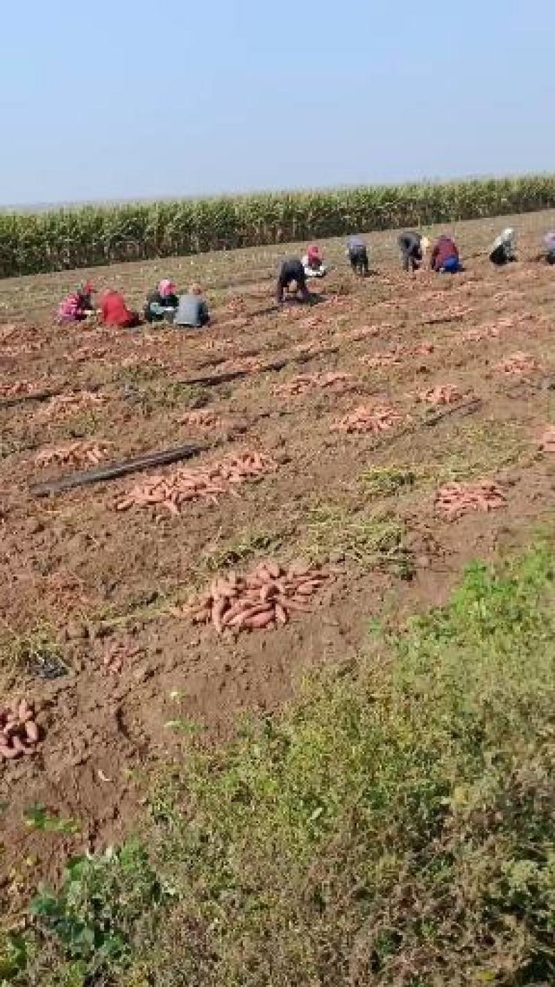 铁岭甜掉牙地瓜开卖，黄瓤稀瓤，欢迎各大电商、微商超市洽谈