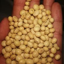 精品高蛋白非转基因进口黄豆全国发货货源充足支持视频看货
