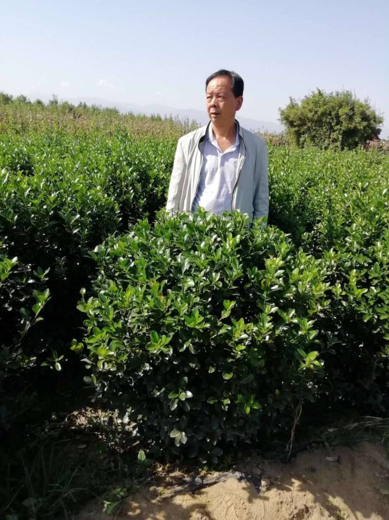 西安周至出售精品黄杨球